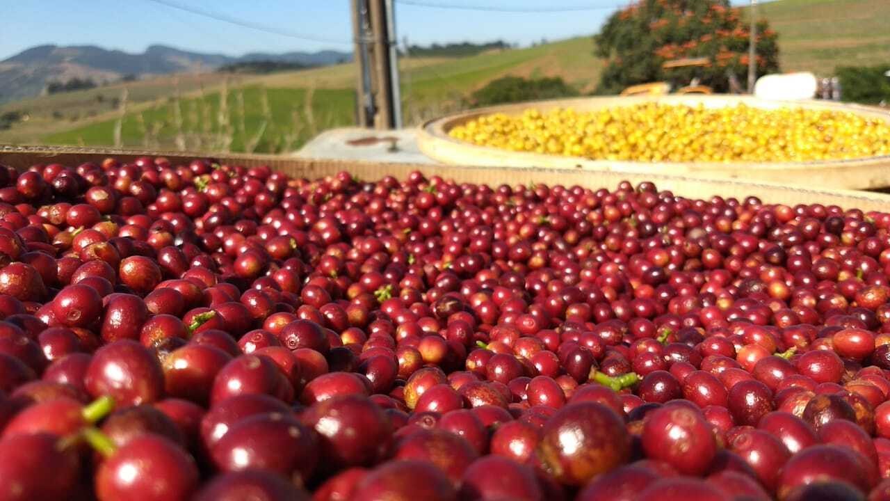 CooperRita coffee beans grown in the mountains of Mantiqueira